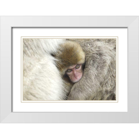 Japan A baby snow monkey peeks out from mom White Modern Wood Framed Art Print with Double Matting by Anon, Josh