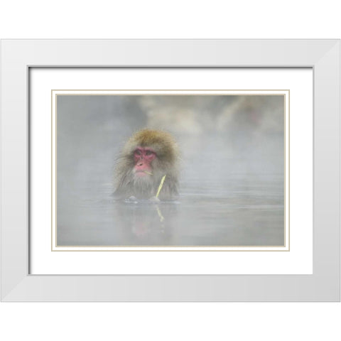 Japan A snow monkey sitting in a hot spring White Modern Wood Framed Art Print with Double Matting by Anon, Josh