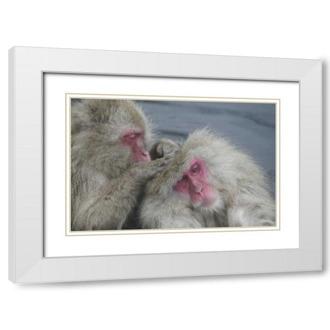 Japan Snow monkey grooms another in a hot spring White Modern Wood Framed Art Print with Double Matting by Anon, Josh