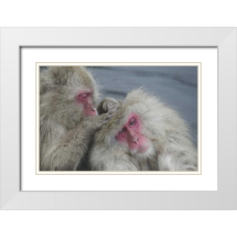 Japan Snow monkey grooms another in a hot spring White Modern Wood Framed Art Print with Double Matting by Anon, Josh