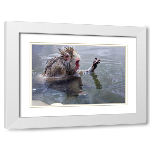 Japan, Nagano Mts Snow monkey in hot spring White Modern Wood Framed Art Print with Double Matting by Williams, Joanne