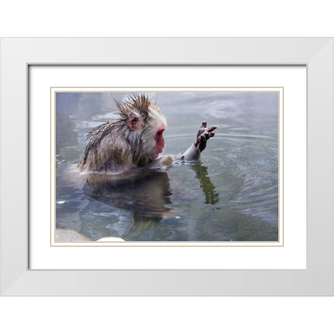 Japan, Nagano Mts Snow monkey in hot spring White Modern Wood Framed Art Print with Double Matting by Williams, Joanne