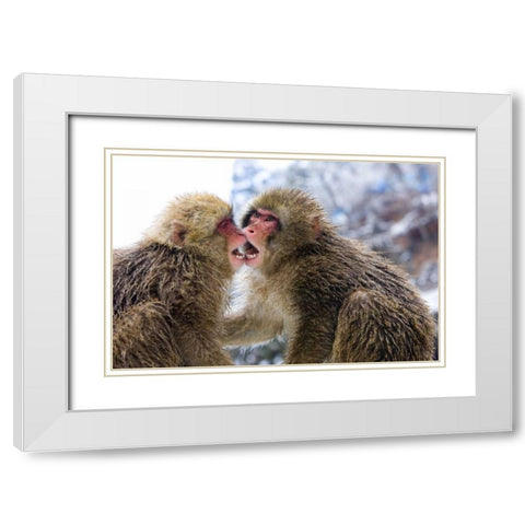 Two Snow Monkies playing, Nagano Mountains, Japan White Modern Wood Framed Art Print with Double Matting by Williams, Joanne