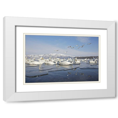 Japan, Hokkaido, Teshikaga Whooper swans rest White Modern Wood Framed Art Print with Double Matting by Anon, Josh
