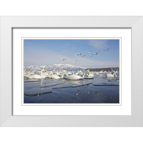 Japan, Hokkaido, Teshikaga Whooper swans rest White Modern Wood Framed Art Print with Double Matting by Anon, Josh