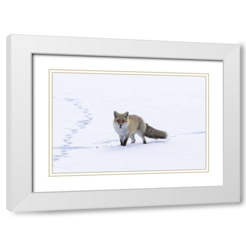 Japan, Hokkaido, Tsurui Red fox in a snowy field White Modern Wood Framed Art Print with Double Matting by Anon, Josh