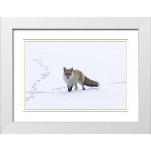 Japan, Hokkaido, Tsurui Red fox in a snowy field White Modern Wood Framed Art Print with Double Matting by Anon, Josh