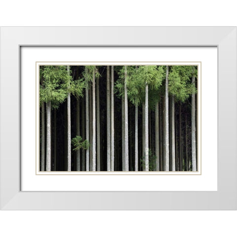 Japan, Nara, Soni Plateau Cedar tree grove White Modern Wood Framed Art Print with Double Matting by Flaherty, Dennis