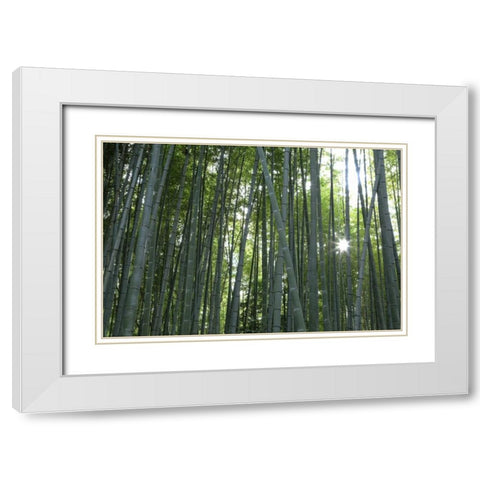 Japan, Kyoto Arashiyama Bamboo Grove White Modern Wood Framed Art Print with Double Matting by Flaherty, Dennis