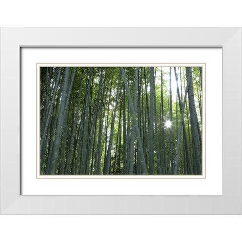 Japan, Kyoto Arashiyama Bamboo Grove White Modern Wood Framed Art Print with Double Matting by Flaherty, Dennis