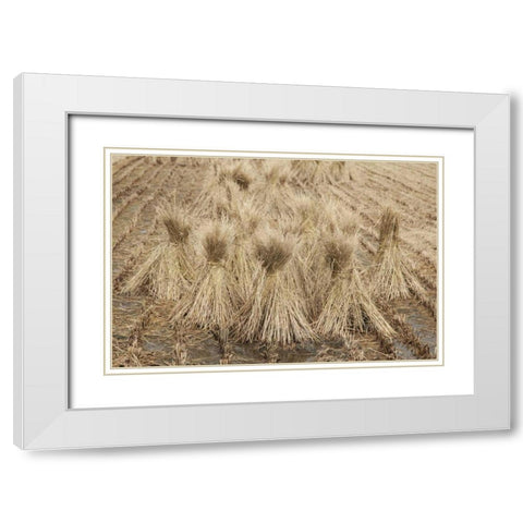 Japan, Nara Prefecture, Heguri-cho Drying rice White Modern Wood Framed Art Print with Double Matting by Flaherty, Dennis