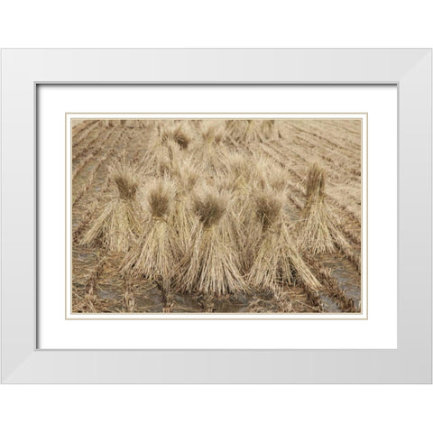 Japan, Nara Prefecture, Heguri-cho Drying rice White Modern Wood Framed Art Print with Double Matting by Flaherty, Dennis