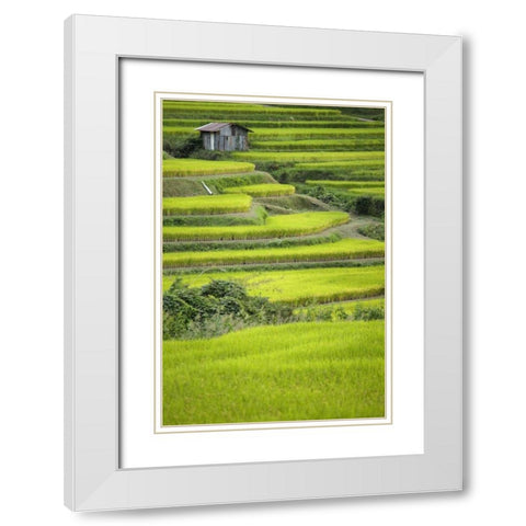 Japan, Nara, Soni Plateau Rice terraces White Modern Wood Framed Art Print with Double Matting by Flaherty, Dennis