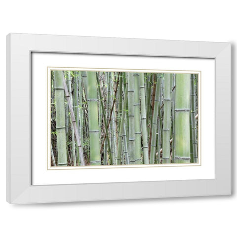 Japan, Nara Provence, Heguri-cho Bamboo grove White Modern Wood Framed Art Print with Double Matting by Flaherty, Dennis