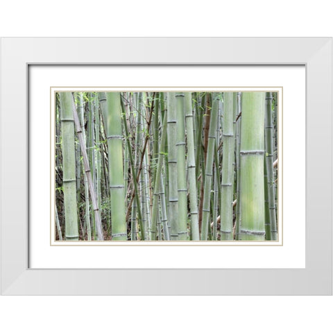 Japan, Nara Provence, Heguri-cho Bamboo grove White Modern Wood Framed Art Print with Double Matting by Flaherty, Dennis