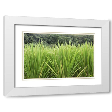 Japan, Nara, Heguri-cho Growing rice stalks White Modern Wood Framed Art Print with Double Matting by Flaherty, Dennis