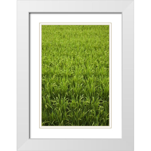 Japan, Nara, Heguri-cho Field of growing rice White Modern Wood Framed Art Print with Double Matting by Flaherty, Dennis