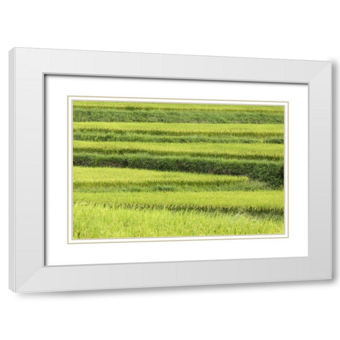 Asia, Japan Rice terraces in Nara Prefecture White Modern Wood Framed Art Print with Double Matting by Flaherty, Dennis