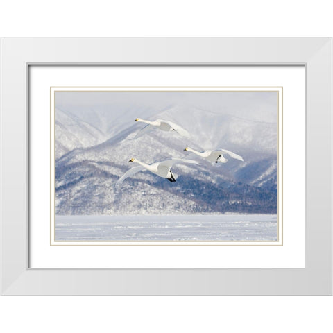 Japan-Hokkaido Three whooper swans fly for a landing White Modern Wood Framed Art Print with Double Matting by Goff, Ellen