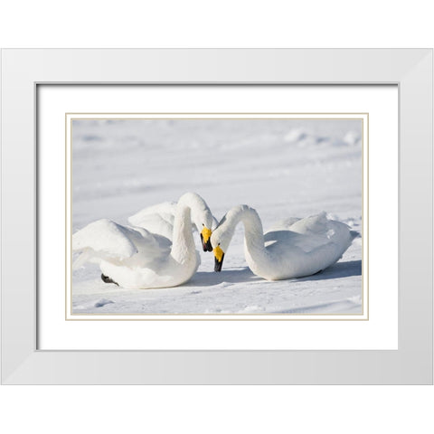 Japan-Hokkaido Two whooper swans celebrate loudly after landing White Modern Wood Framed Art Print with Double Matting by Goff, Ellen