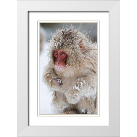 Japan-Nagano  White Modern Wood Framed Art Print with Double Matting by Goff, Ellen