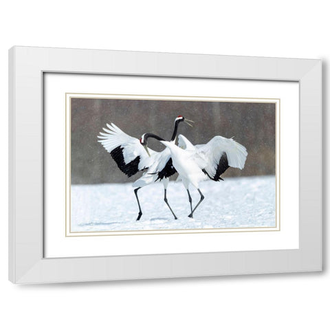 Japan-Hokkaido-Kushiro Two red-crowned cranes dance together in the lightly falling snow White Modern Wood Framed Art Print with Double Matting by Goff, Ellen