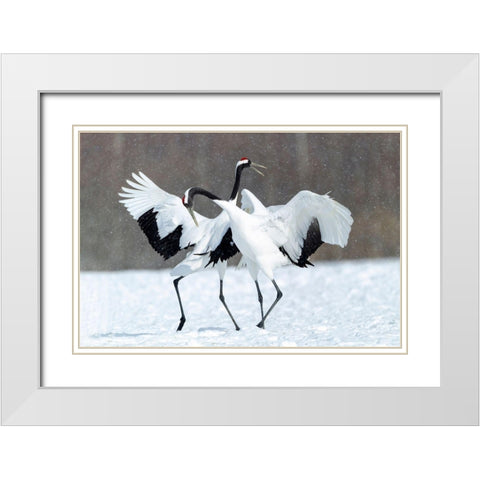 Japan-Hokkaido-Kushiro Two red-crowned cranes dance together in the lightly falling snow White Modern Wood Framed Art Print with Double Matting by Goff, Ellen