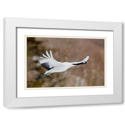 Japan-Hokkaido-Kushiro White Modern Wood Framed Art Print with Double Matting by Goff, Ellen