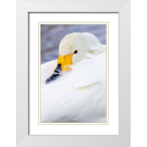 Japan-Hokkaido Portrait of a whooper swan with its yellow and black bill White Modern Wood Framed Art Print with Double Matting by Goff, Ellen
