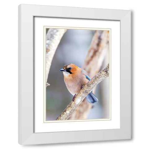 Japan-Hokkaido-Lake Kussharo-Eurasian jay Portrait of an Eurasian jay sitting on a tree limb White Modern Wood Framed Art Print with Double Matting by Goff, Ellen
