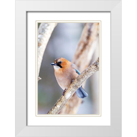 Japan-Hokkaido-Lake Kussharo-Eurasian jay Portrait of an Eurasian jay sitting on a tree limb White Modern Wood Framed Art Print with Double Matting by Goff, Ellen