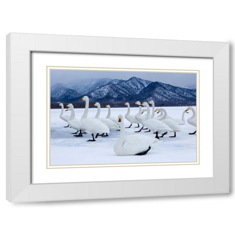 Japan-Hokkaido A group of whooper swans stand on the ice White Modern Wood Framed Art Print with Double Matting by Goff, Ellen