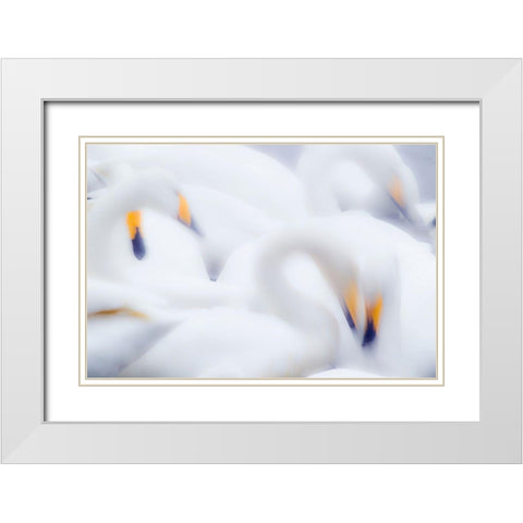 Japan-Hokkaido A group of whooper swans feed together in slow motion White Modern Wood Framed Art Print with Double Matting by Goff, Ellen