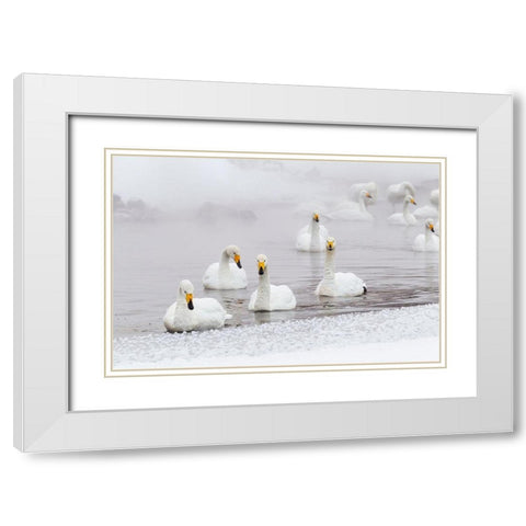 Japan-Hokkaido A group of whooper swans swim  White Modern Wood Framed Art Print with Double Matting by Goff, Ellen