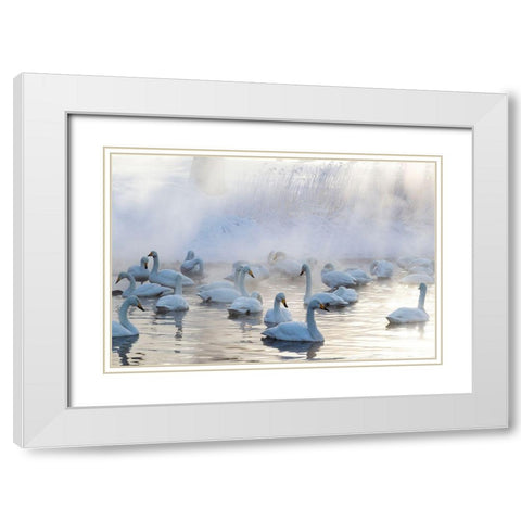 Japan-Hokkaido A group of whooper swans congregate in the mist White Modern Wood Framed Art Print with Double Matting by Goff, Ellen
