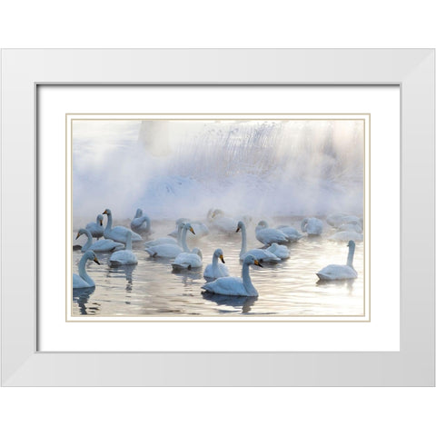 Japan-Hokkaido A group of whooper swans congregate in the mist White Modern Wood Framed Art Print with Double Matting by Goff, Ellen