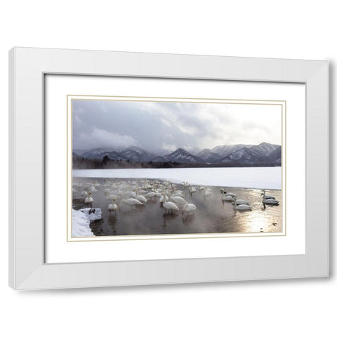 Japan-Hokkaido A group of whooper swans congregate in the mist White Modern Wood Framed Art Print with Double Matting by Goff, Ellen