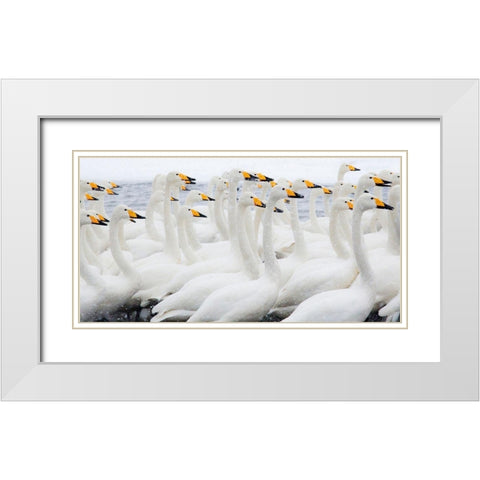 Japan-Hokkaido Whooper swans congregate White Modern Wood Framed Art Print with Double Matting by Goff, Ellen