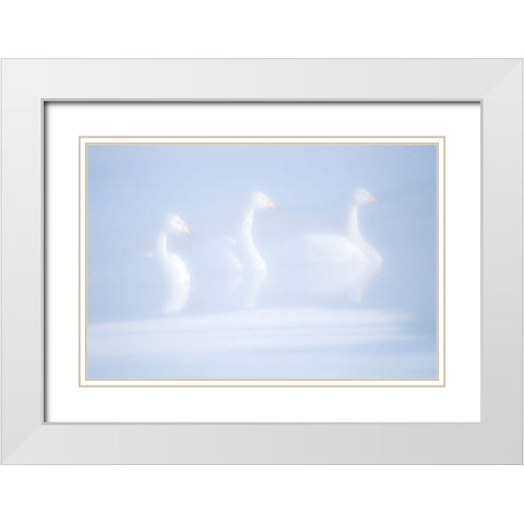 Japan-Hokkaido Three whooper swans float in the mist White Modern Wood Framed Art Print with Double Matting by Goff, Ellen