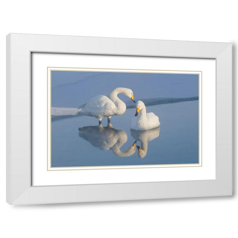 Japan-Hokkaido Two whooper swans are reflected White Modern Wood Framed Art Print with Double Matting by Goff, Ellen