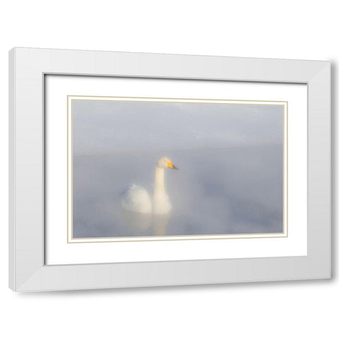 Japan-Hokkaido A whooper swan emerges from the heavy mist White Modern Wood Framed Art Print with Double Matting by Goff, Ellen