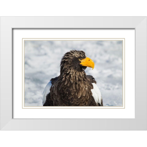Japan-Hokkaido-Rausu-Stellers sea eagle Headshot of a Stellers sea eagle  White Modern Wood Framed Art Print with Double Matting by Goff, Ellen