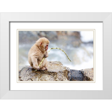Japan-Nagano A baby snow monkey  White Modern Wood Framed Art Print with Double Matting by Goff, Ellen