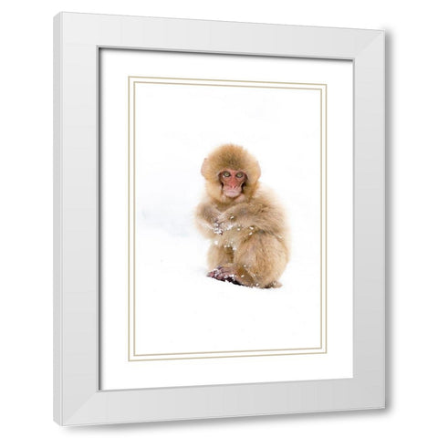 Japan-Nagano Portrait of a Japanese macaque White Modern Wood Framed Art Print with Double Matting by Goff, Ellen