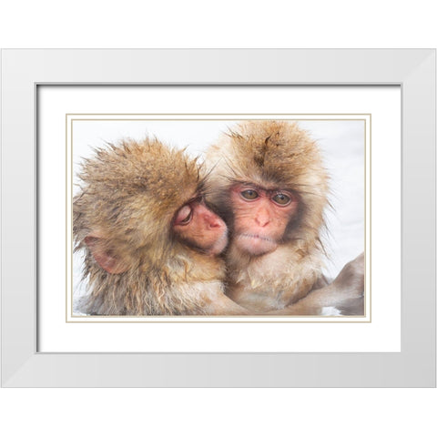 Japan-Nagano Two baby snow monkeys huddle White Modern Wood Framed Art Print with Double Matting by Goff, Ellen