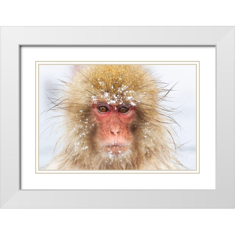 Japan-Nagano  White Modern Wood Framed Art Print with Double Matting by Goff, Ellen