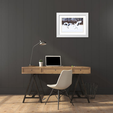 Japan-Hokkaido Two red-crowned cranes dance while the rest of the group looks on White Modern Wood Framed Art Print with Double Matting by Goff, Ellen