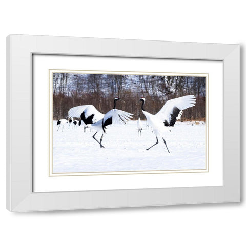 Japan-Hokkaido Two red-crowned cranes dance while the rest of the group looks on White Modern Wood Framed Art Print with Double Matting by Goff, Ellen