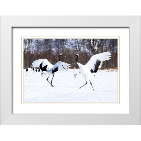 Japan-Hokkaido Two red-crowned cranes dance while the rest of the group looks on White Modern Wood Framed Art Print with Double Matting by Goff, Ellen