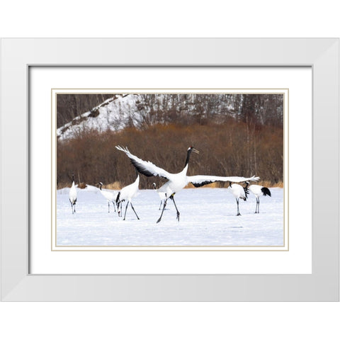 Japan-Hokkaido-Kushiro-Tsuri- A red-crowned crane dances while the rest of the group looks on White Modern Wood Framed Art Print with Double Matting by Goff, Ellen